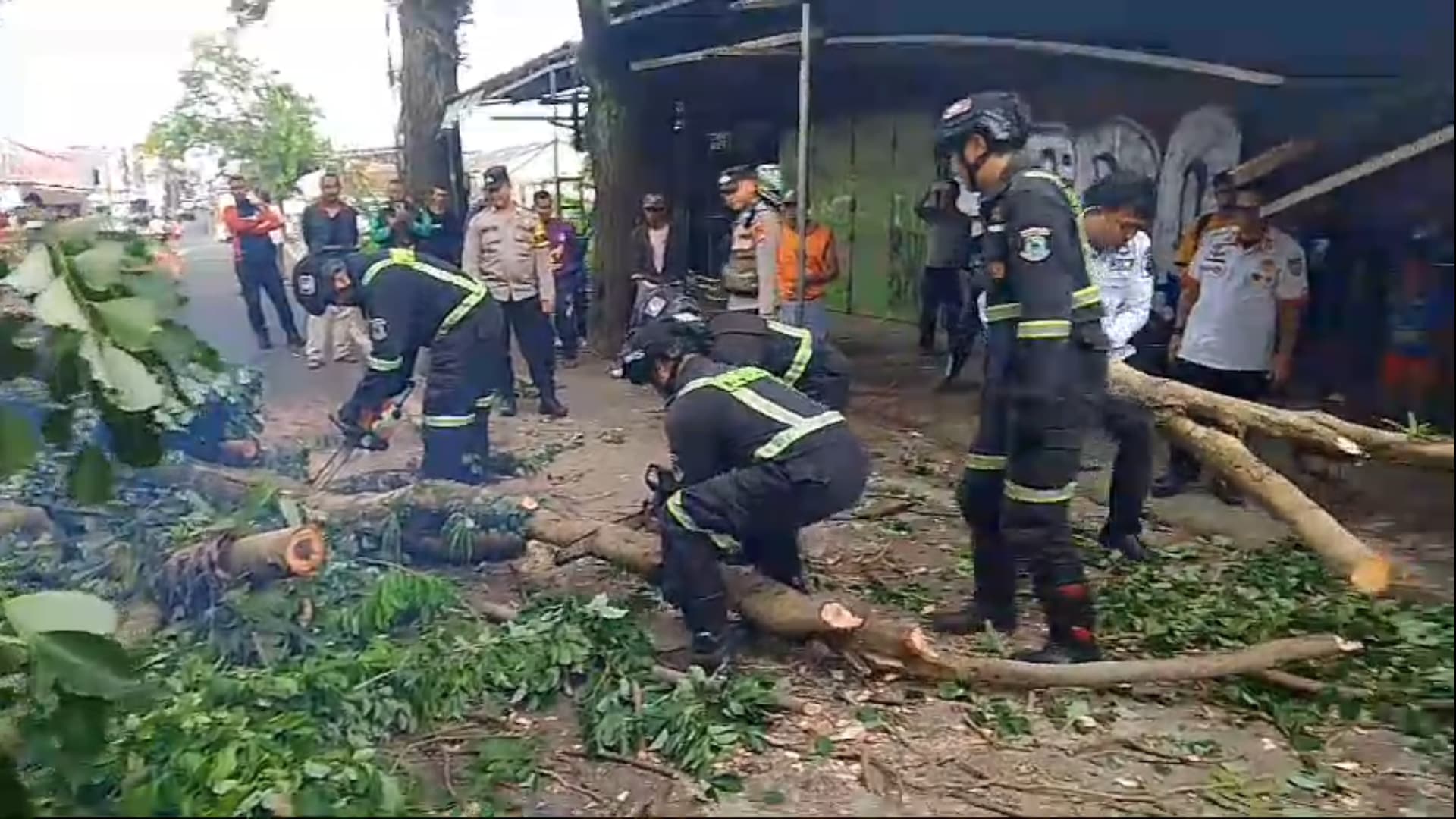 Pohon Tumbang Menutup Jalan Cirebon-Kuningan, Timpa Pengendara Roda Dua