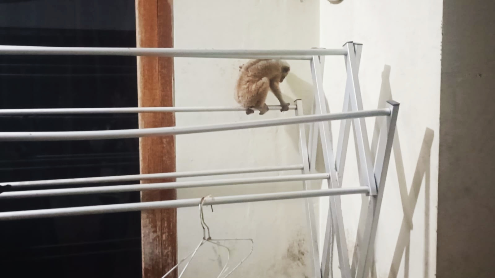 Kukang Muncul di Atas Jemuran Warga Kuningan, Damkar Turun Tangan