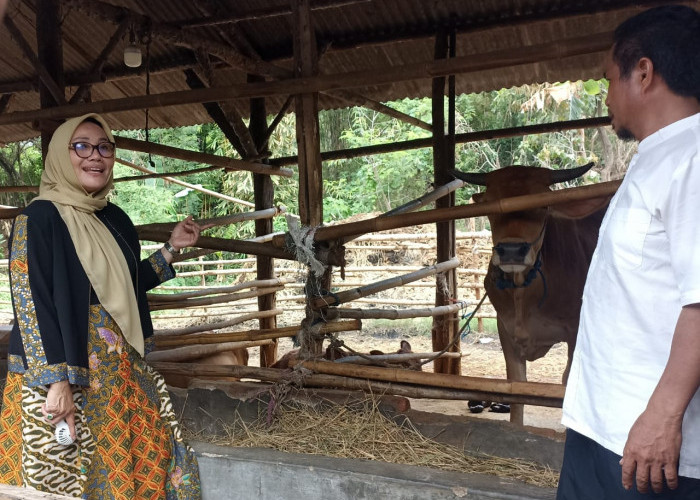 Hj Eti Herawati Kunjungi Peternak Sapi di Argasunya: Siap Kembangkan Potensi Peternakan di Kota Cirebon