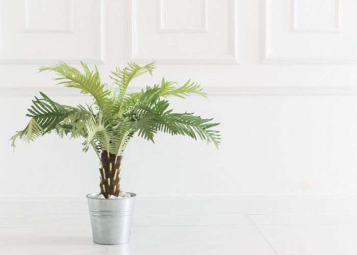 Penangkal Energi Negatif di Rumah: 6 Tanaman Hias Ini Diyakini Efektif Menurut Feng Shui