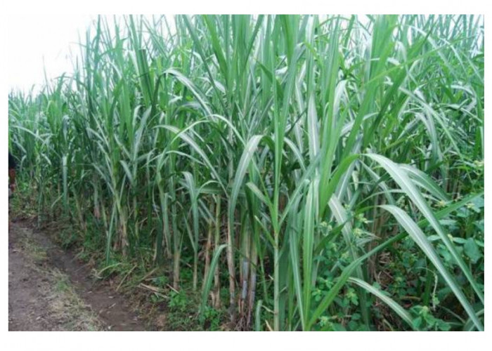 Target Swasembada Gula 2028, Ini Tantangan Besar yang Dihadapi Pemerintah