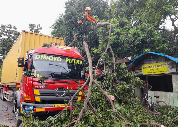 Pohon Tumbang di Jalan Pangeran Diponegoro Kota Cirebon, Tertabrak Mobil Kontainer 
