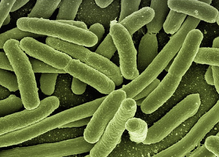 WASPADA! 5 Bakteri Berbahaya Mengincar Saat Ponsel Pintar Dibawa Masuk ke Toilet