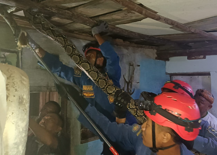 Ular Sanca 6 Meter Muncul di Plafon Rumah Warga Cirebon, Evakuasi Dramatis