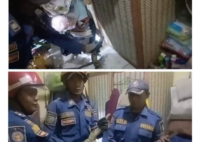 Warga Cirebon Syok, Biawak 80 Cm Bersembunyi di Dalam Kamar Rumah