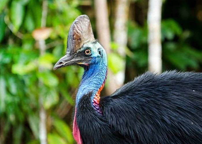 4 Spesies Burung Paling Berbahaya di Dunia