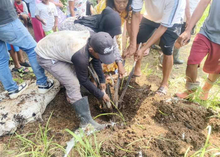 Resapan Air Terancam, Polemik Sawit di Cirebon Timur Berpotensi Picu Konflik Warga