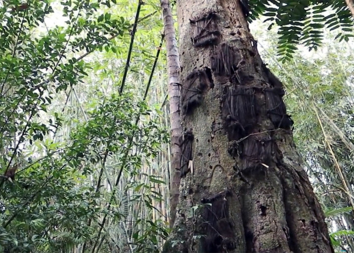 Keistimewaan Pohon Tarra, Pemakaman Bagi Bayi Kambira Tana Toraja, Rahim Kedua Bagi yang Percaya