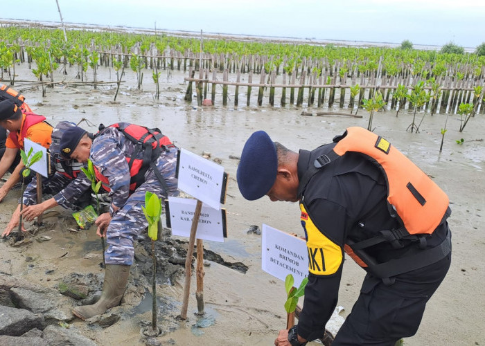 Kantor SAR Bandung Tanam 500 Bibit Mangrove di Pantai Muara Bondet