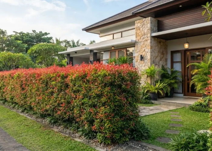 7 Tanaman Hias Batang untuk Rumah Lebih Estetik, Ada yang Berduri, Berbonggol dan Cocok Jadi Pagar Alami