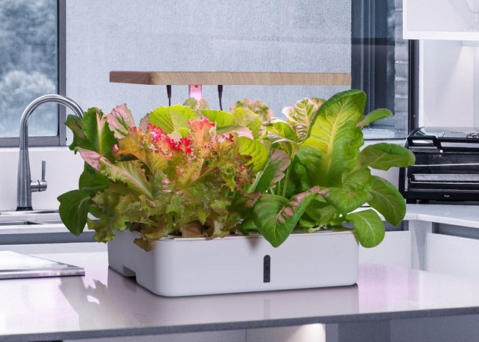Tak Perlu Lahan Luas, AZKO Hadirkan Solusi Berkebun Modern untuk Rumah