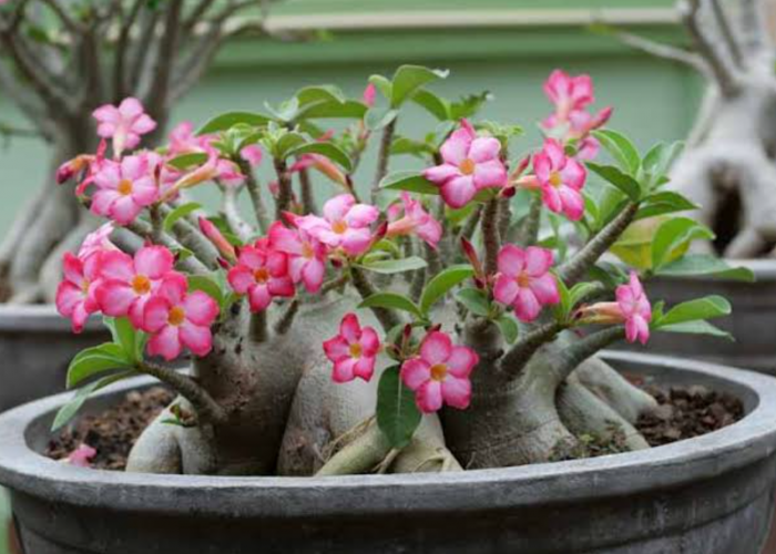 Percantik Rumah dengan 4 Tanaman Hias ini, yang Cocok Untuk Outdoor, Minim Perawatan dan Tahan Panas