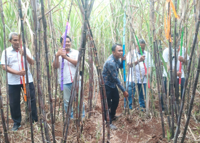 Selamatan Kebun Tebu, Distan Kab Cirebon: Semoga Panen dan Giling Berjalan Lancar