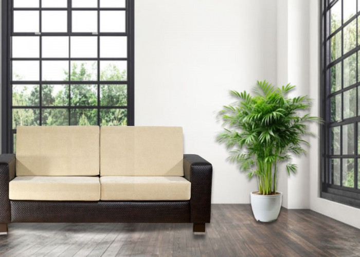 Bukan Cuma Cantik, 5 Tanaman Hias Ini Punya Bisa Bantu Jaga Kualitas Udara di Rumah!