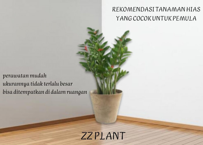 Baru Pertama Kali Berkebun? 5 Tanaman Hias Ini Cocok untuk Pemula, Tak Perlu Perawatan Rumit
