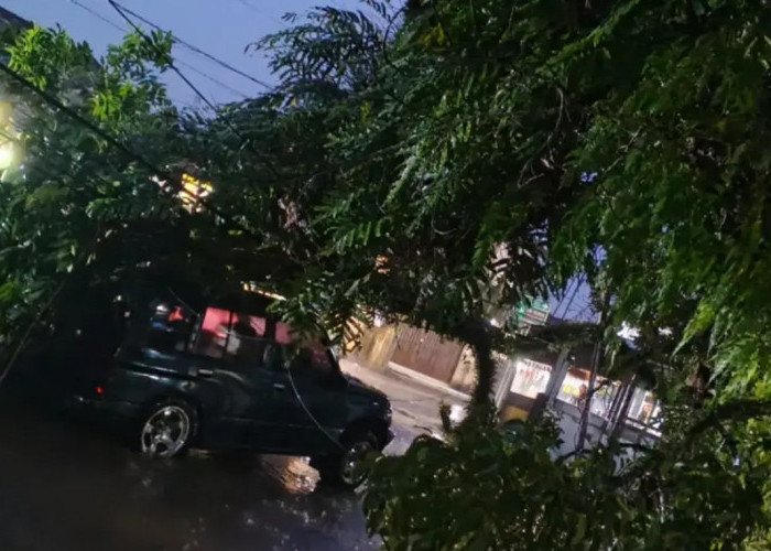 Hujan Deras dan Angin Kencang, Pohon Mahoni Raksasa Tumbang Timpa Warung dan Mobil di Kuningan