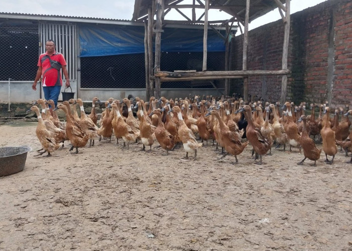 Musim Paceklik, Peternak Bebek di Karanganyar Berharap Ada Bantuan dari Pemerintah