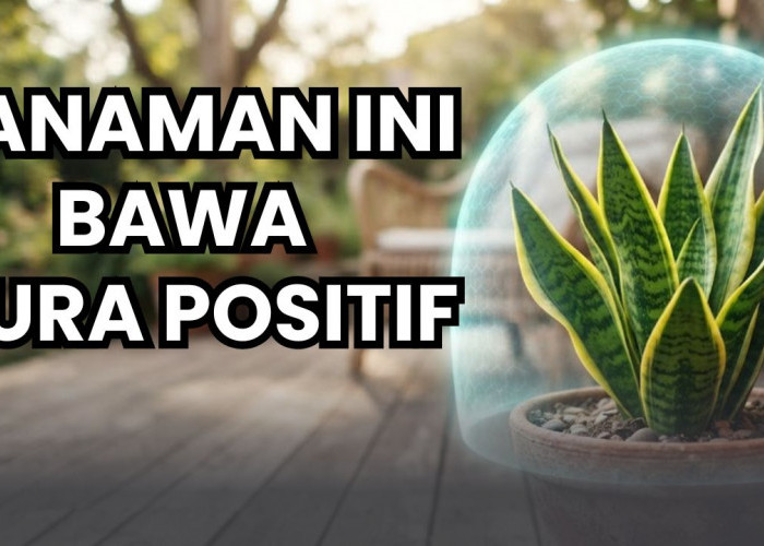Nomor Satu Bisa Penuhi Rumah Dengan Energi Positif, 3 Tanaman Hias Pembawa Keberuntungan Ini Layak Kamu Rawat!