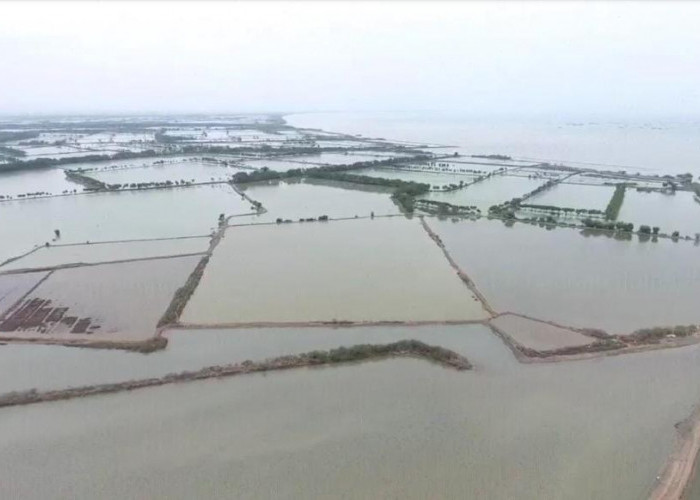 Tiga Tahun Gagal Panen, Masih Hujan dan Tambak Garam Diterjang Banjir Rob