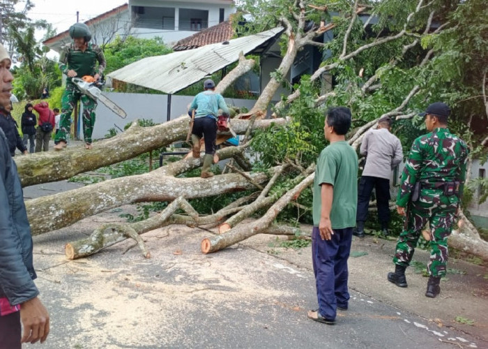 Angin Kencang, Pohon Angsana 30 Meter Tumbang Menutup Jalan Kuningan – Cikijing