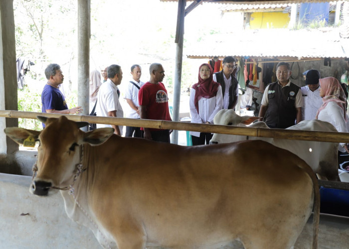 24 Bibit Sapi Dibagikan ke Peternak Jabar, Ada Sapi Pasundan untuk Ciamis