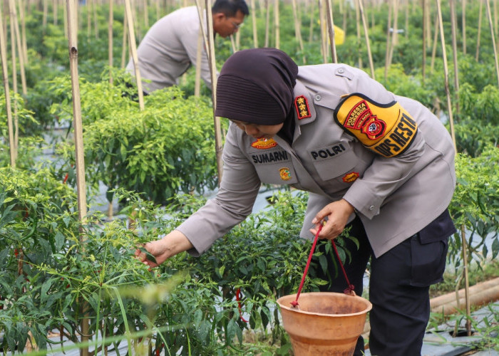 Dukung Program Ketahanan Pangan, Kapolresta Cirebon Panen Cabai dan Cek Lahan