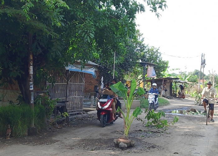 Warga Tanam 44 Pohon Pisang di Jalan Rusak Desa Pondoh Indramayu