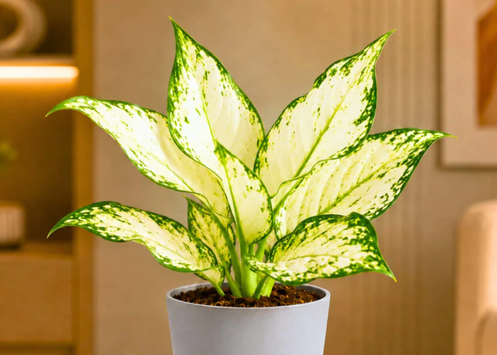 4 Rekomendasi Tanaman Hias Penghasil Oksigen, Cocok untuk Indoor dan Outdoor