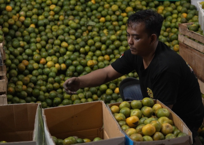 Pedagang Jeruk di Solo Raup Untung Besar, Penjualan Tembus 7 Ton Sehari Berkat MBG