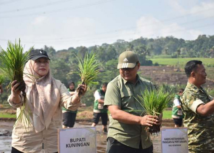 Kuningan Perkuat Ketahanan Pangan Nasional, 93 Hektare Lahan Ikut Gerakan Tanam Serempa