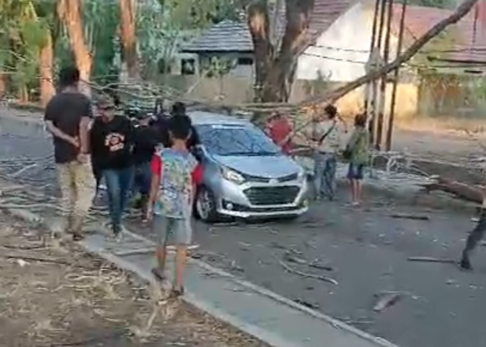 5 Pohon Tumbang, 1 Rumah Ambruk, Dampak Angin Kencang di Kota Cirebon