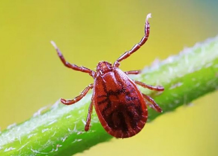 Waspada! Muncul Virus Baru Bernama Wetland, Media Penyebarannya Lewat Gigitan Kutu