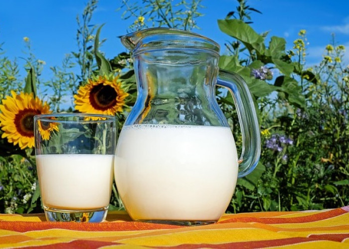 Wajib Tahu! Inilah 4 Minuman Berprotein Tinggi Alami, Cocok untuk Diet