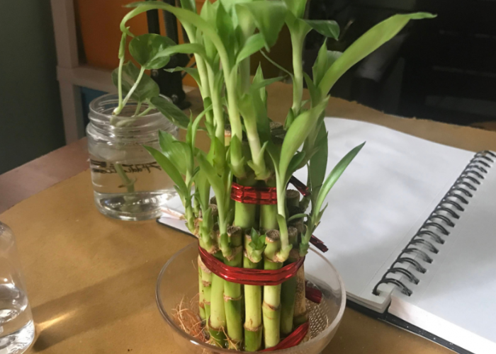 Lucky Bamboo hingga Pilea, 3 Tanaman Hias Pembawa Hoki dengan Simbol Kekayaan, Harmoni dan Keberuntungan