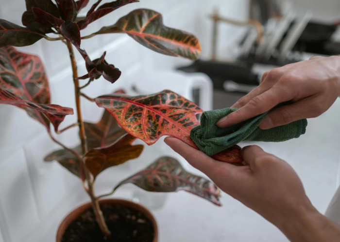 Cocok di Dalam Ruangan, Rekomendasi 5 Tanaman Hias Daun Untuk Dekor