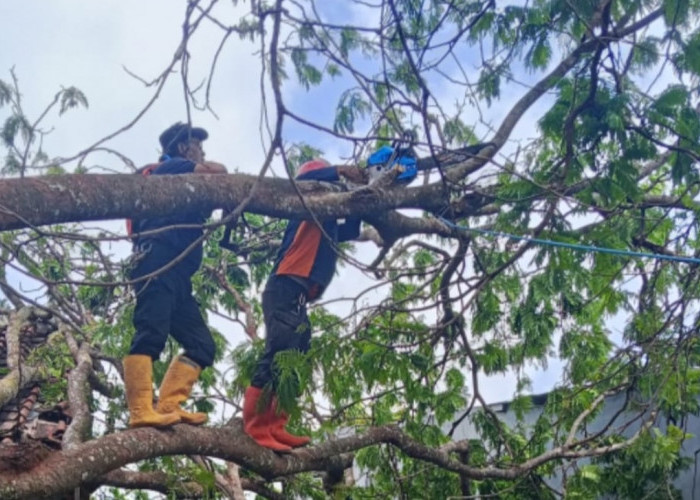 BPBD Kuningan Keluarkan Peringatan Dini Cuaca Ekstrem, Warga Diminta Waspada Pohon Tumbang