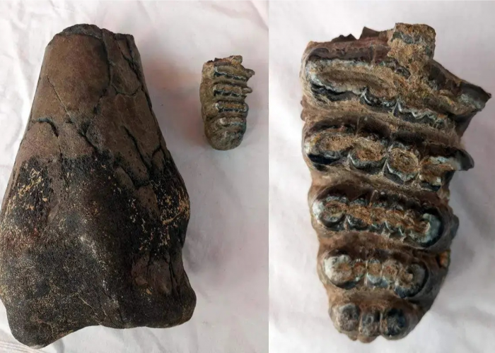 Fosil Stegodon Ditemukan di Majalengka, Ungkap Jejak Kehidupan Purba di Sungai Cilutung