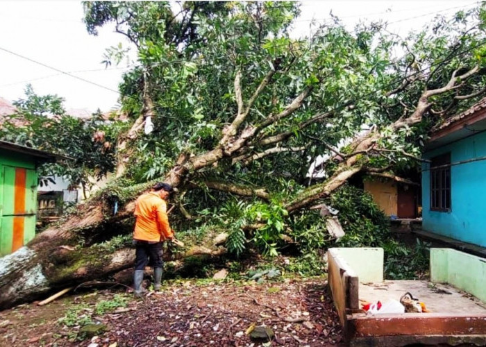 Cuaca Ekstrem di Kuningan, Pohon Tumbang Timpa Rumah Kakek Ujud di Maleber