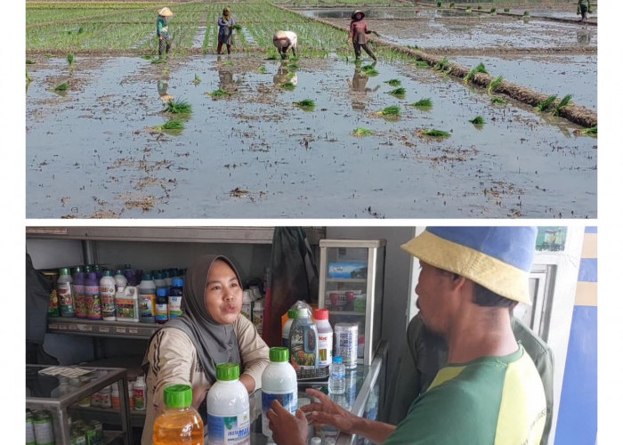 Dampak Dolar AS Naik Mulai Terasa di Desa, Petani Cirebon Keluhkan Harga Pestisida Meroket