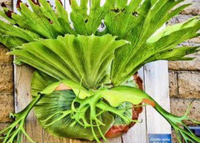 5 Tanaman Hias Daun Murah Ini Bikin Halaman Cantik, Warna Unik, Bentuk Menarik dan Mudah Ditata