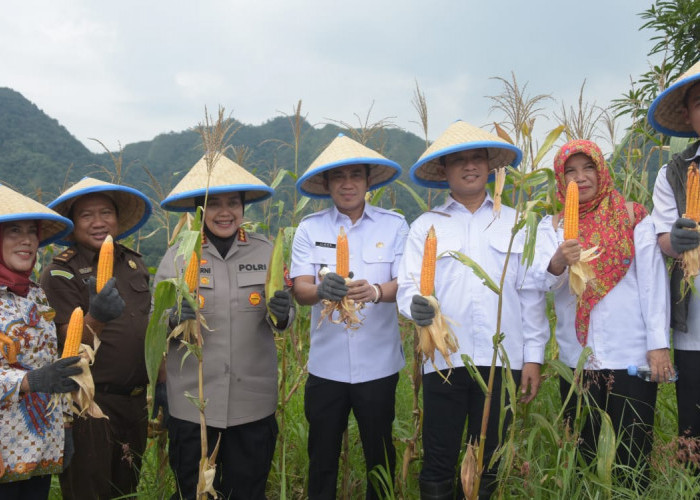 Panen Raya Jagung Jadi Bukti Konkret Kabupaten Cirebon Dukung Program Ketahanan Pangan