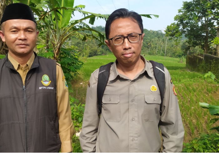 Curah Hujan Majalengka Tinggi, Ancaman Hama Padi di Sindangwangi Meningkat