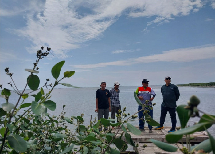 PHE ONWJ Beri Dukungan Penataan Hutan Mangrove, Bakal Disulap Jadi Objek Wisata Potensial