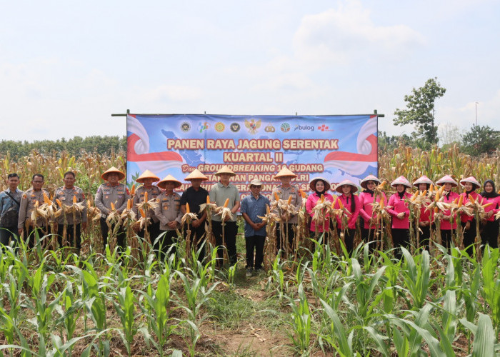 Panen Raya Jagung di Waled, Polres Cirebon Kota Dukung Ketahanan Pangan