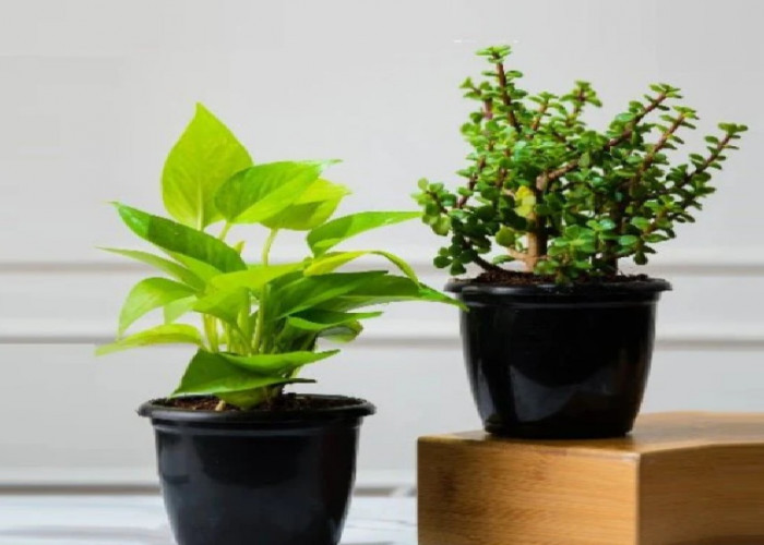 7 Tanaman Outdoor Pembawa Hoki yang Cocok di Halaman Rumah, Nomor 4 Paling Banyak Diburu