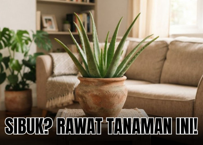 Kamu Sibuk Tapi Mau Merawat Tanaman? 5 Tanaman Hias Perawatan Mudah Ini Jawabannya! 