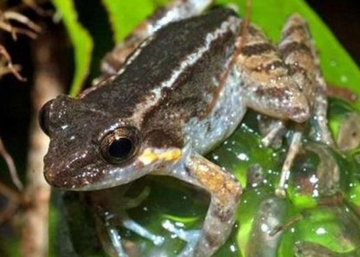 Kesalahpahaman Penelitian Mark Herr Terkait Katak Bertaring