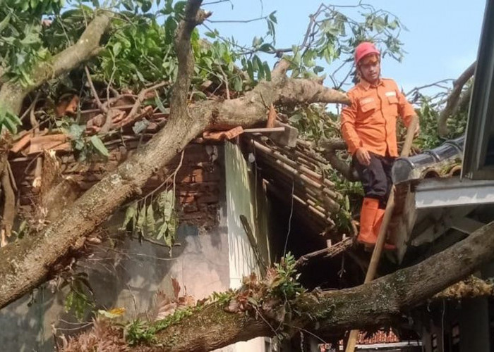Cuaca Ekstrem Terjang Kuningan: 60 Rumah Rusak, Tembok Jebol, Pohon Tumbang 