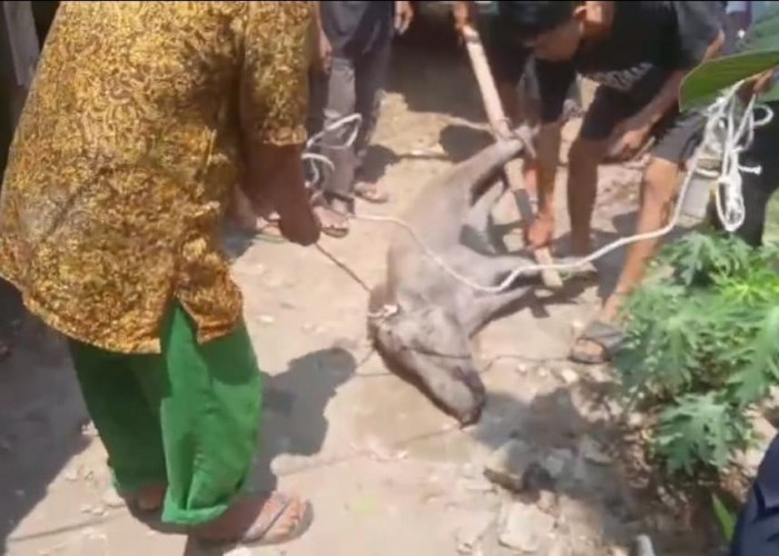 Babi Hutan Ngamuk di Permukiman Cirebon, Anggota Linmas Jadi Korban