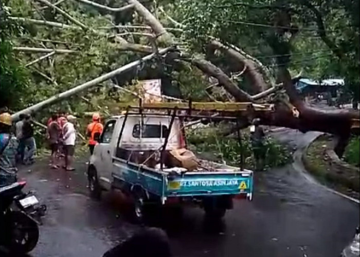BREAKING NEWS: Pohon Tumbang di Plangon Tutup Akses Jalan Sumber - Mandirancan